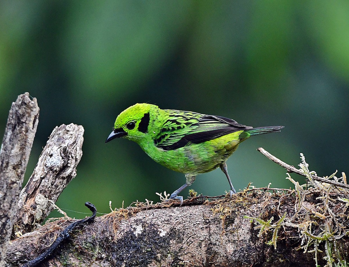 Emerald Tanager - ML640723797