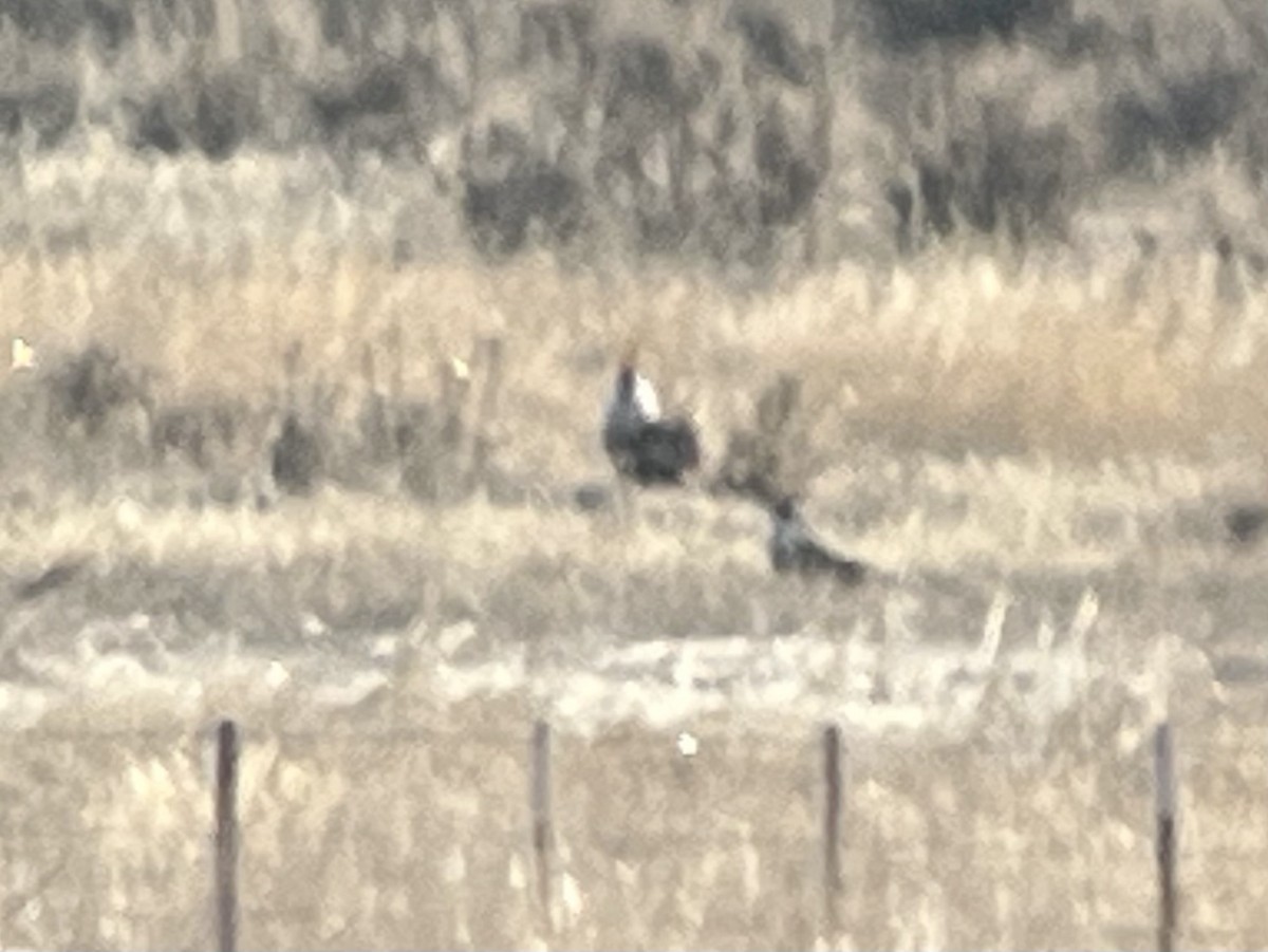 Gunnison Sage-Grouse - ML640723817