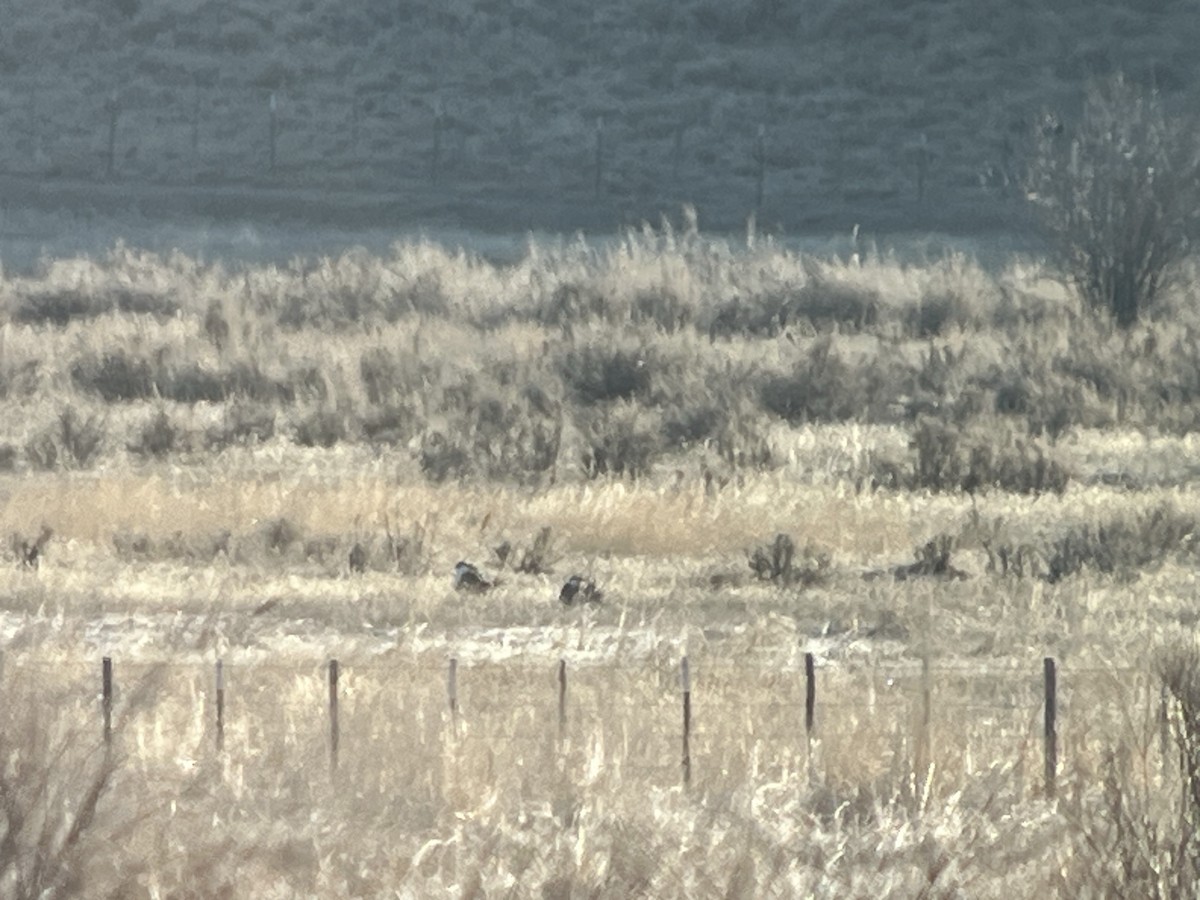 Gunnison Sage-Grouse - ML640723818
