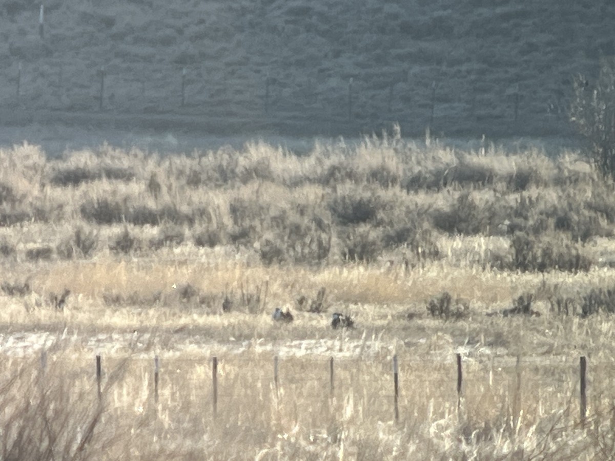 Gunnison Sage-Grouse - ML640723820