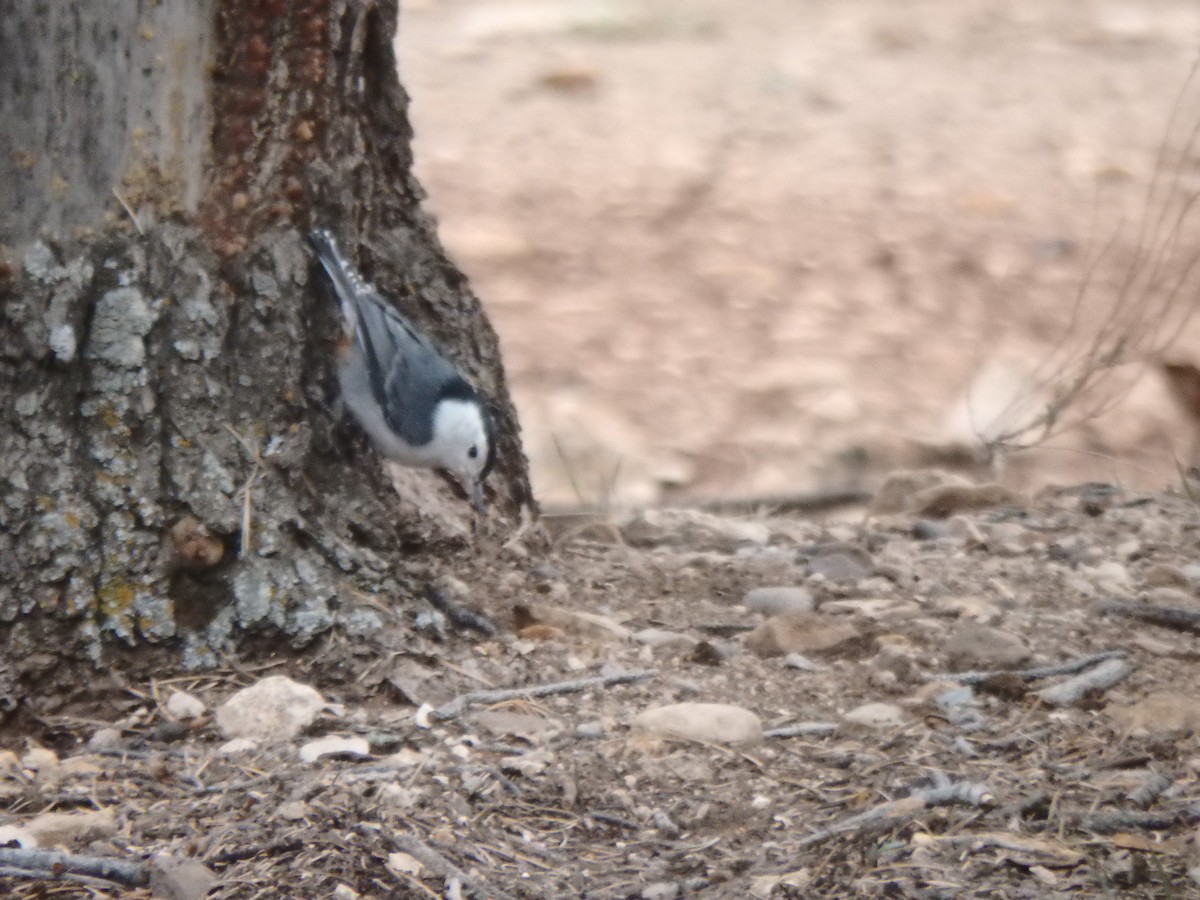 White-breasted Nuthatch - ML640723828