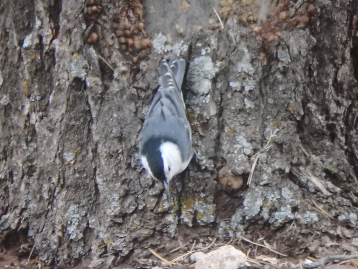 White-breasted Nuthatch - ML640723829