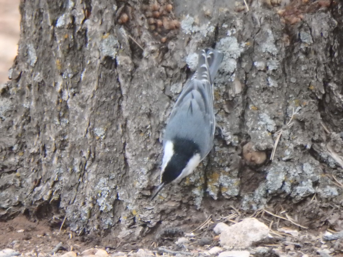 White-breasted Nuthatch - ML640723830