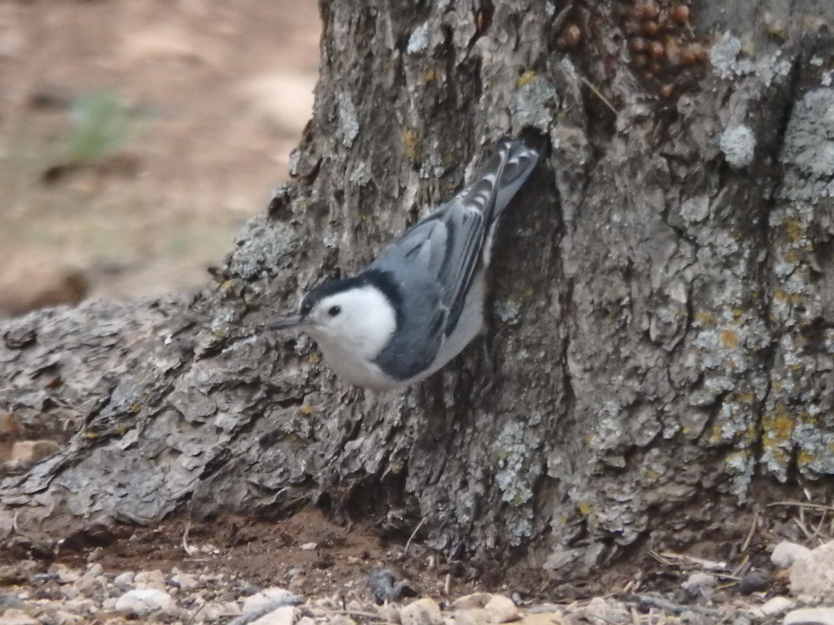 White-breasted Nuthatch - ML640723831