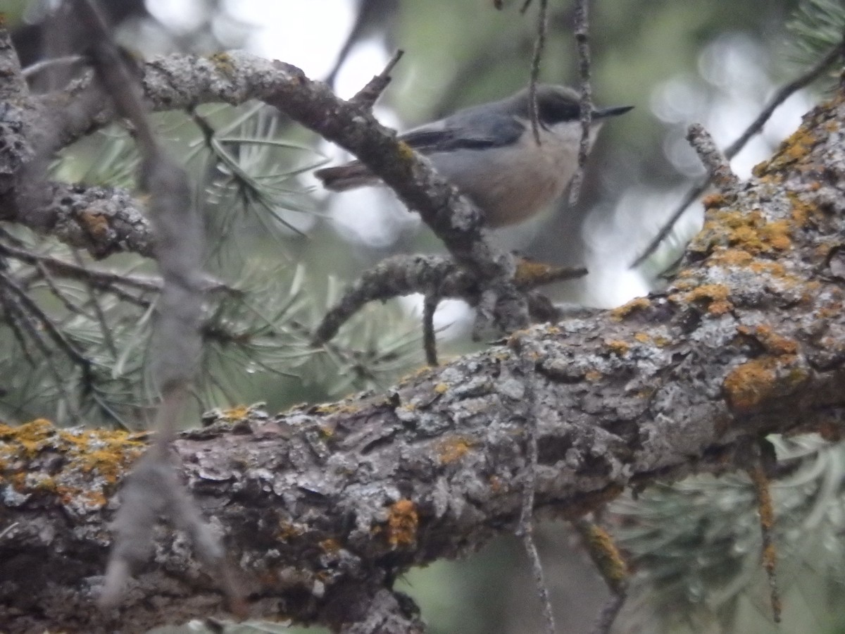 Pygmy Nuthatch - ML640723838