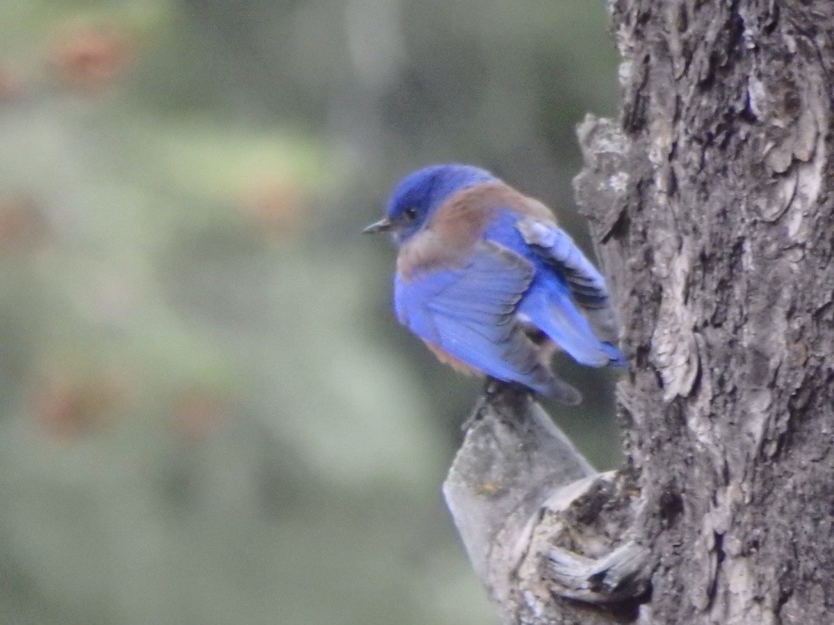 Western Bluebird - ML640723842