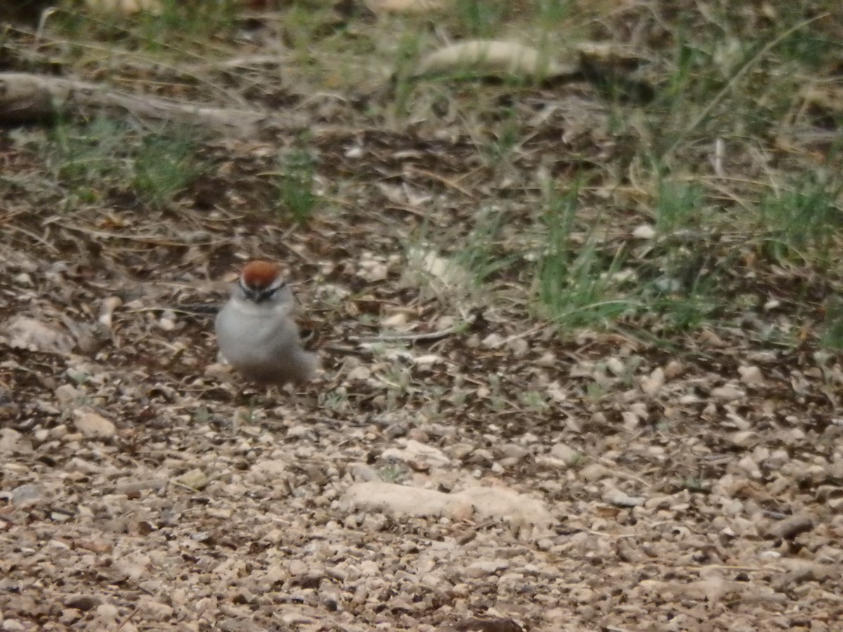 Chipping Sparrow - ML640723886