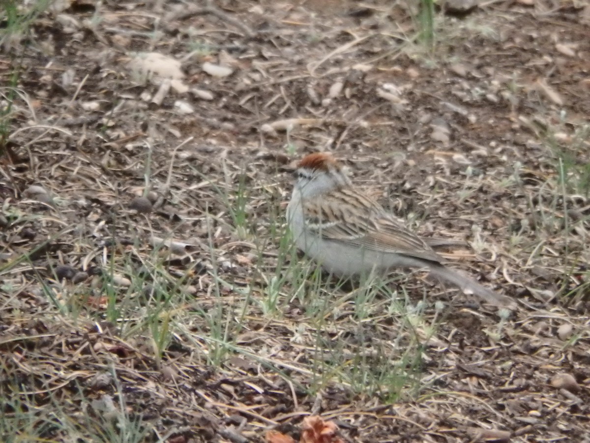 Chipping Sparrow - ML640723887