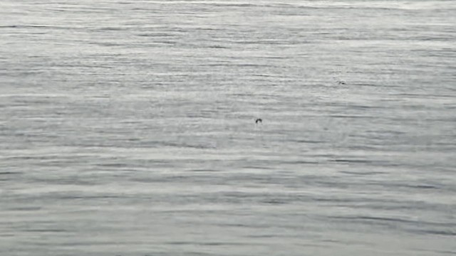 Manx Shearwater - ML640723912