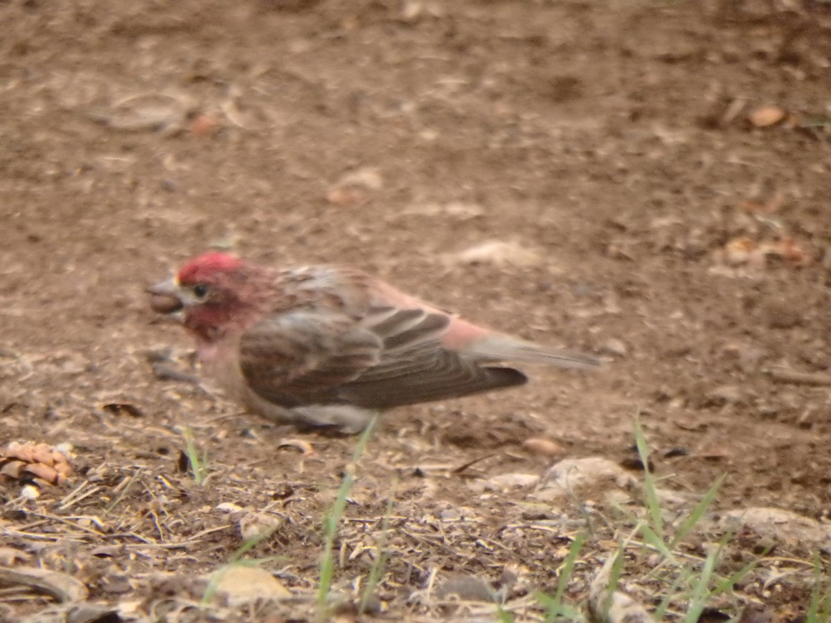 Cassin's Finch - ML640723919