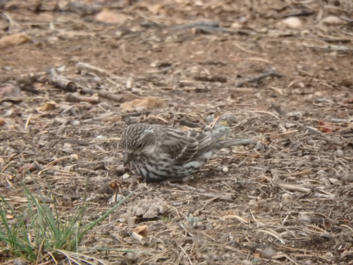 Cassin's Finch - ML640723920