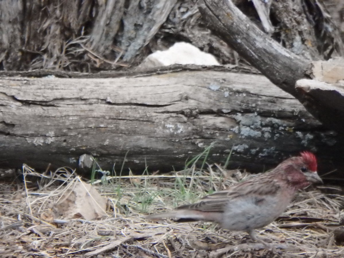 Cassin's Finch - ML640723921