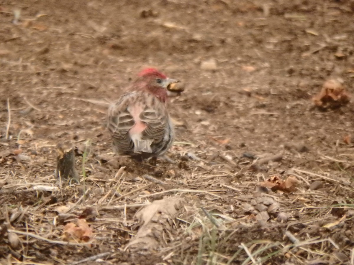 Cassin's Finch - ML640723937