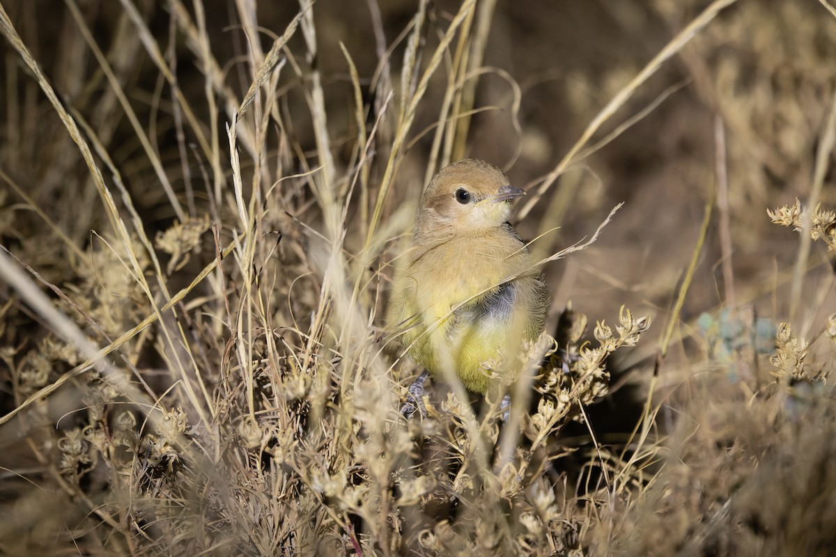 Gibberbird - ML640724029