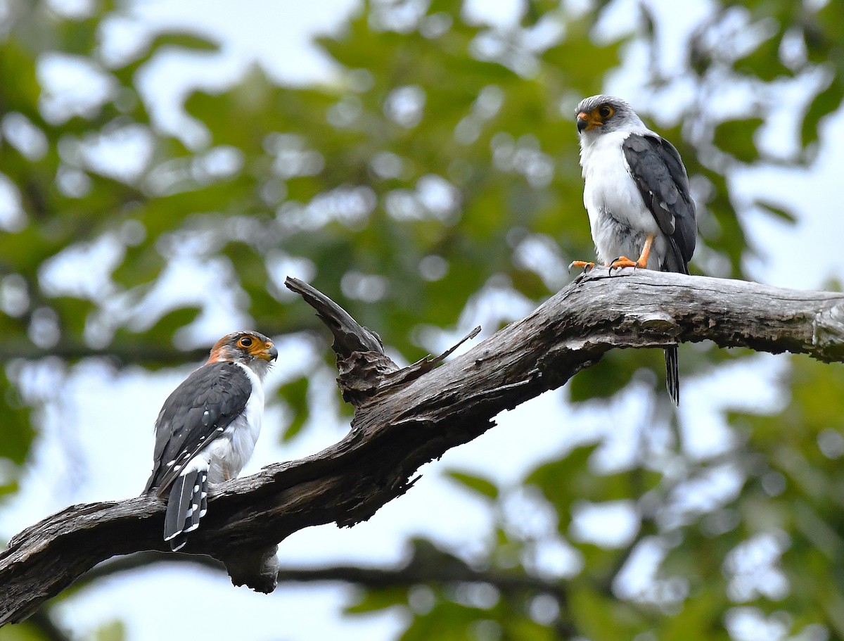 White-rumped Falcon - ML640724046