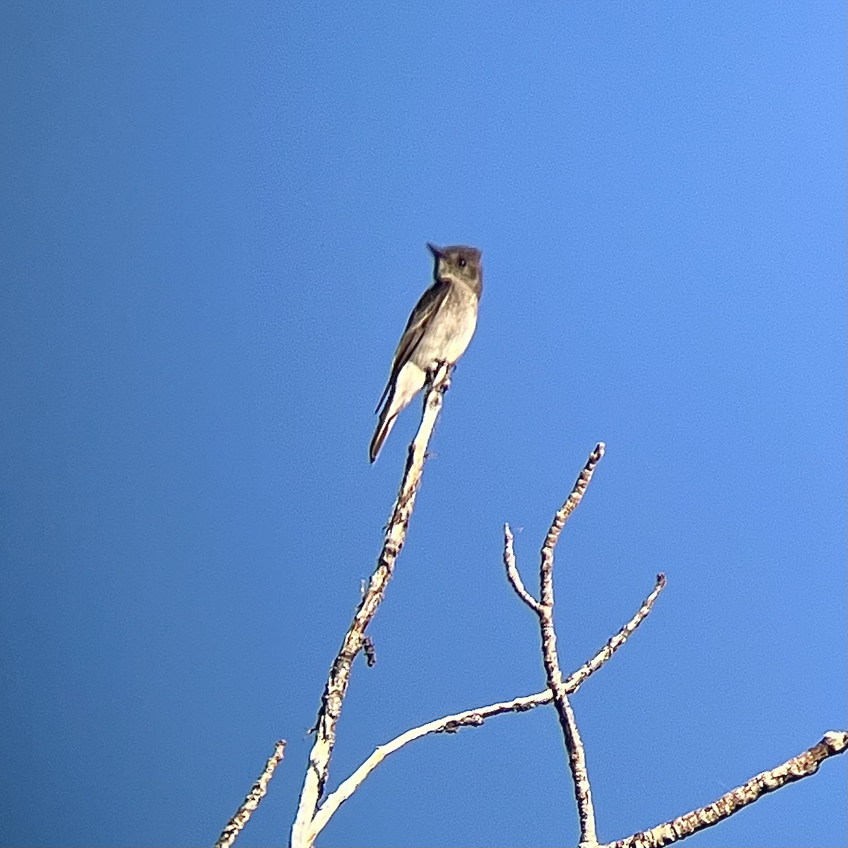Western Wood-Pewee - ML640724078
