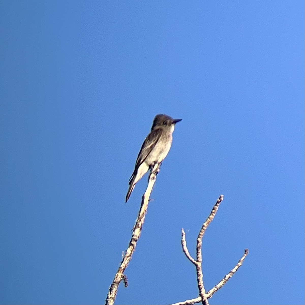 Western Wood-Pewee - ML640724079