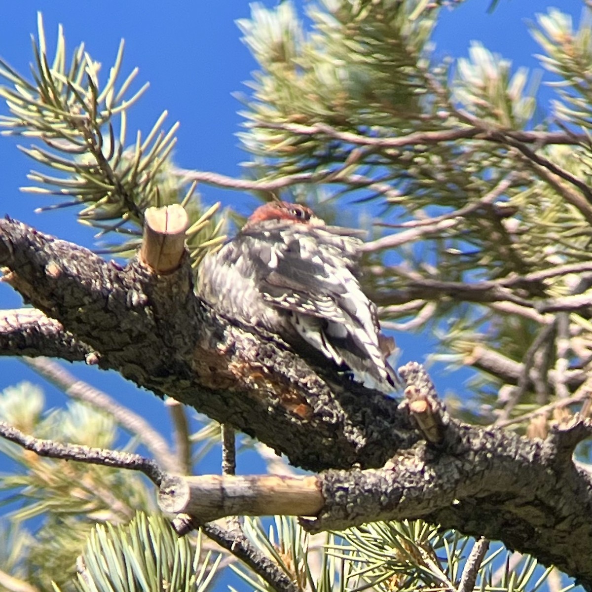 Red-breasted Sapsucker - ML640724085