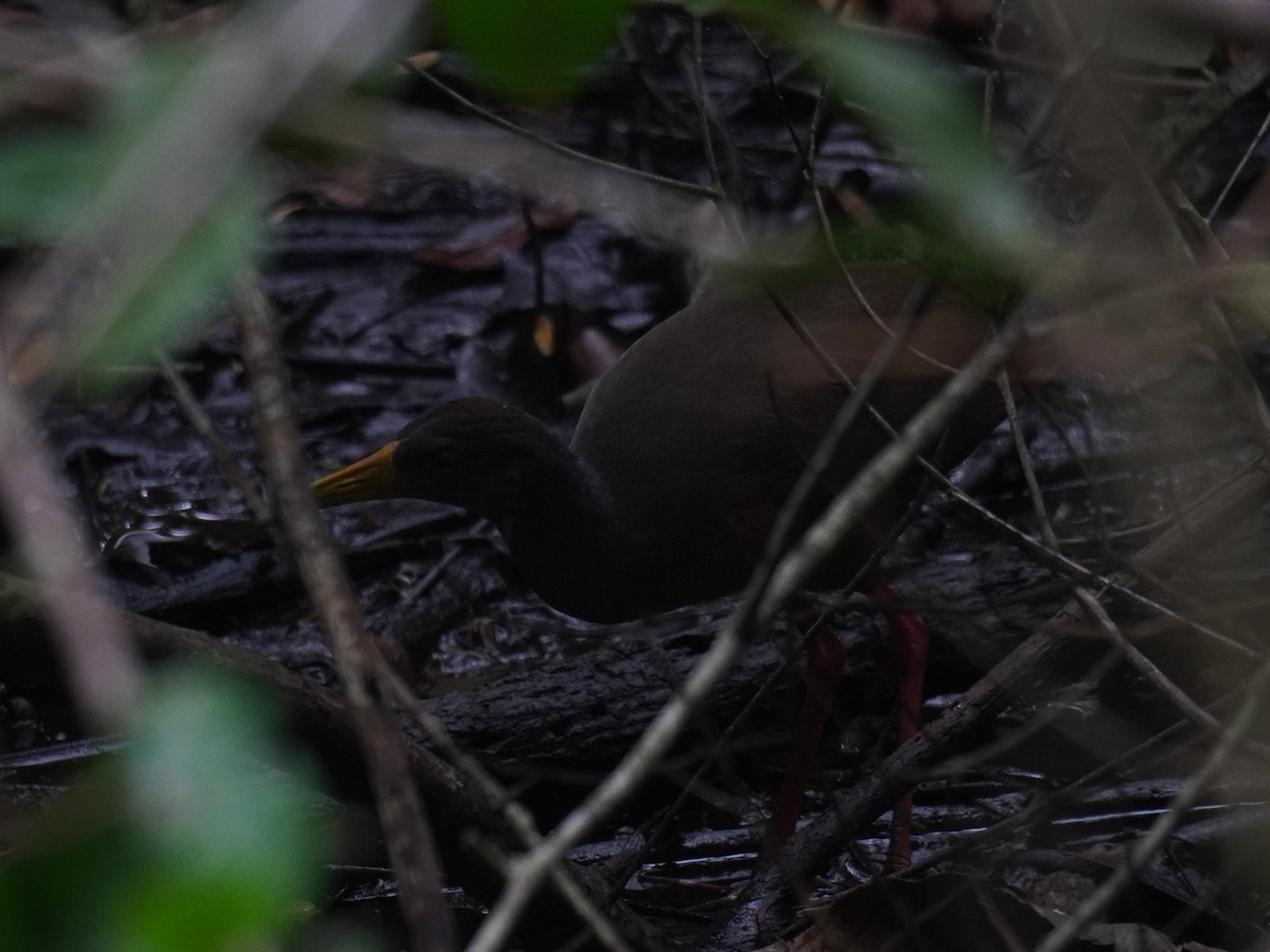 Gray-cowled Wood-Rail - ML640724161