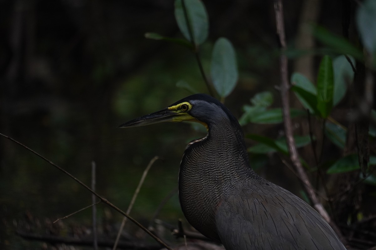 Bare-throated Tiger-Heron - ML640724176