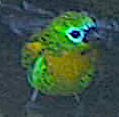 Brassy-breasted Tanager - ML640724178