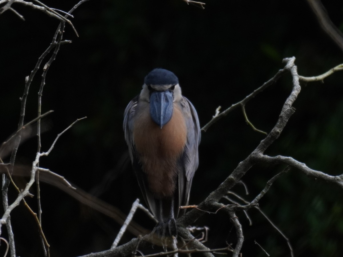 Boat-billed Heron - ML640724180