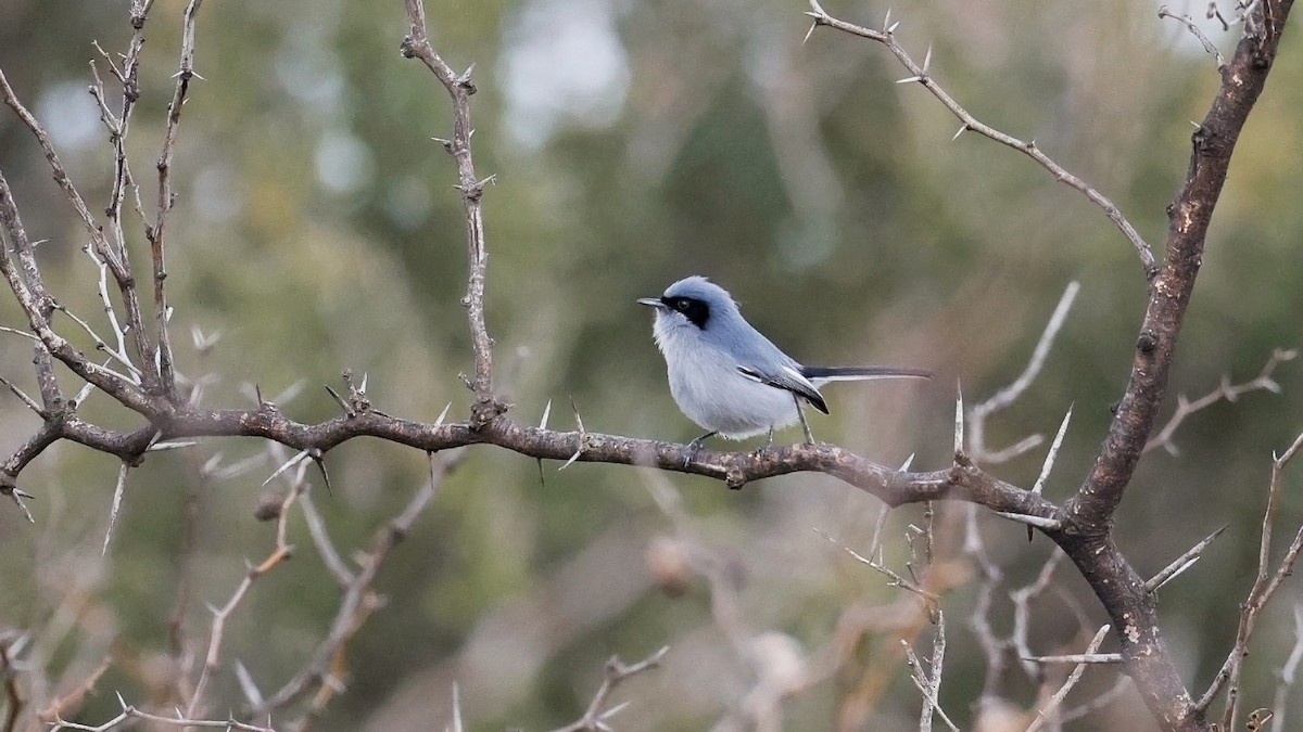 Masked Gnatcatcher - ML640724187