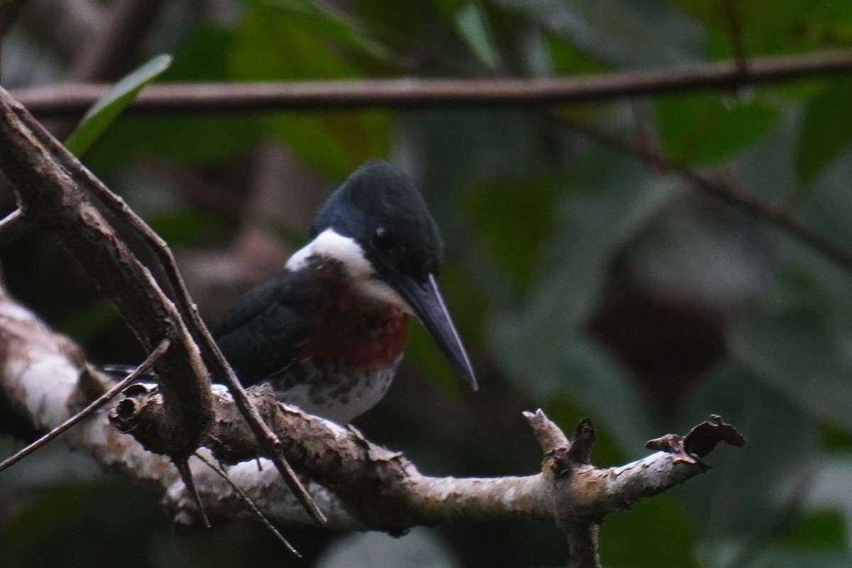 Green Kingfisher - ML640724201