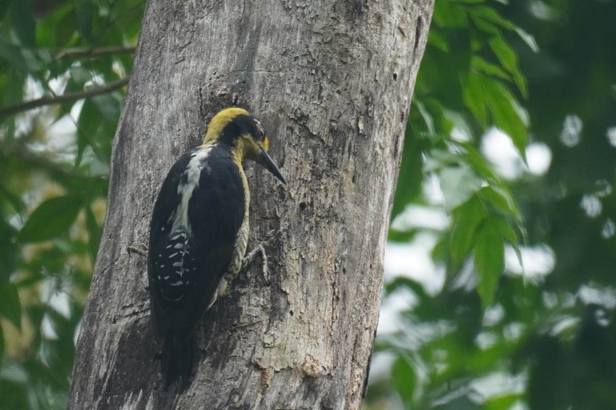 Golden-naped Woodpecker - ML640724215