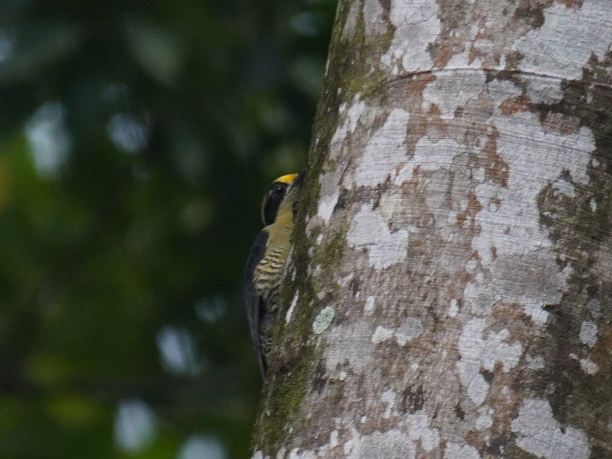 Golden-naped Woodpecker - ML640724216