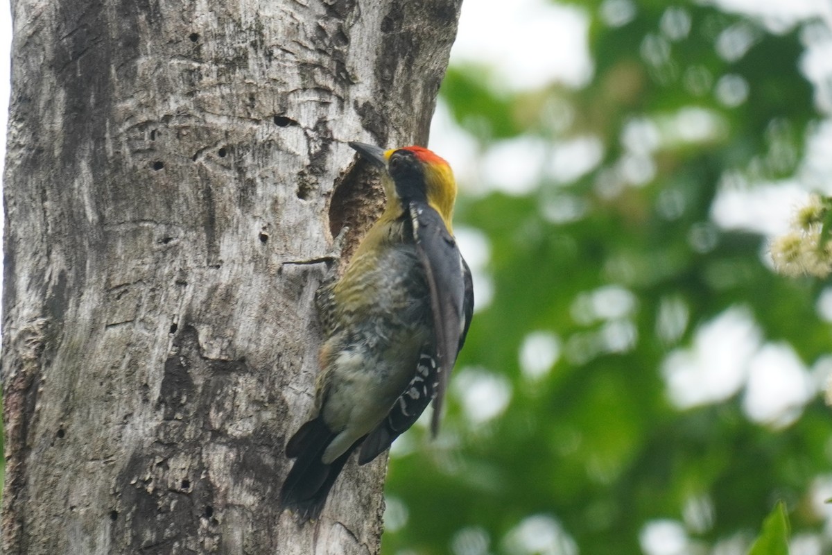 Golden-naped Woodpecker - ML640724217