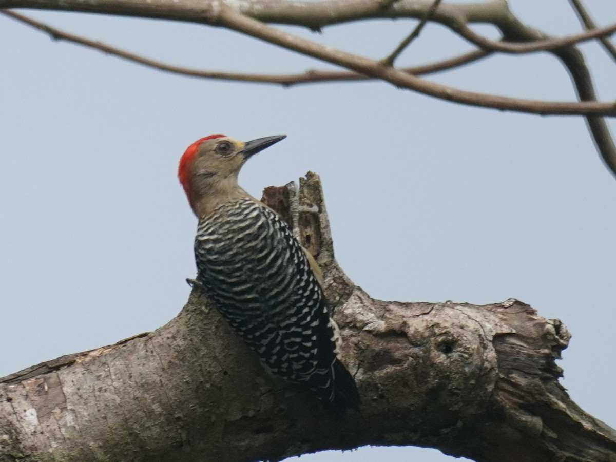 Red-crowned Woodpecker - ML640724225