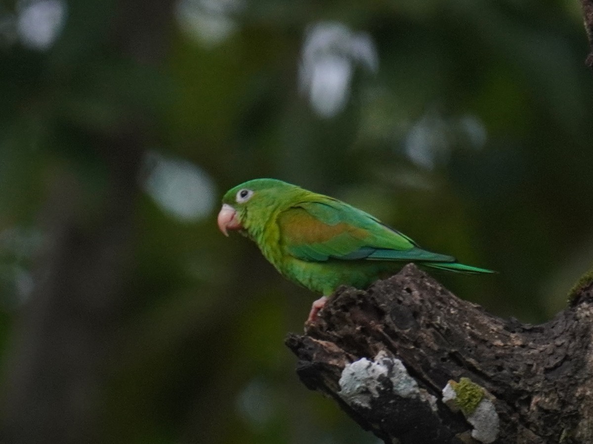 Orange-chinned Parakeet - ML640724226