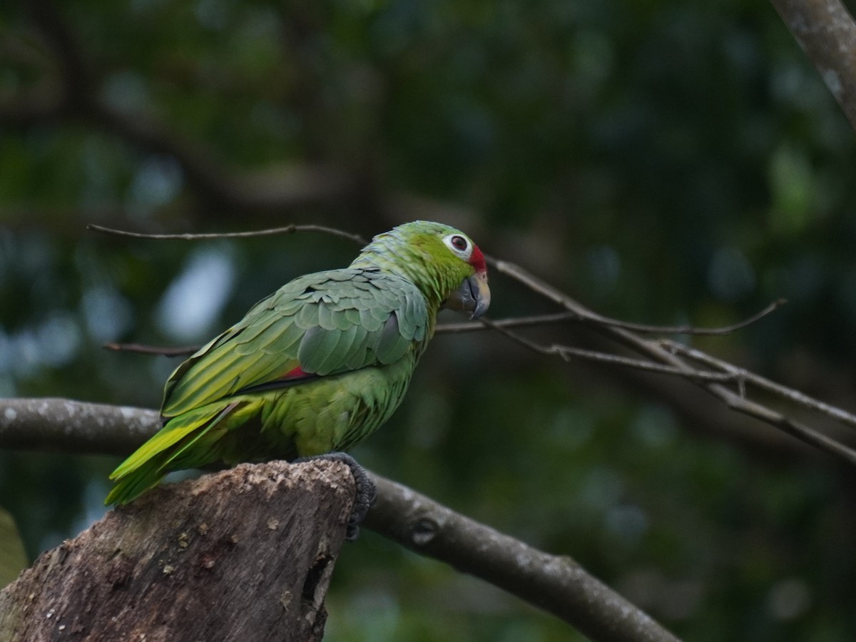Red-lored Amazon - ML640724238