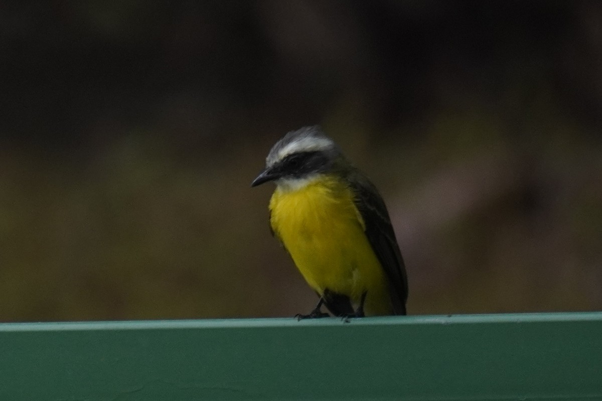 Social Flycatcher - ML640724245