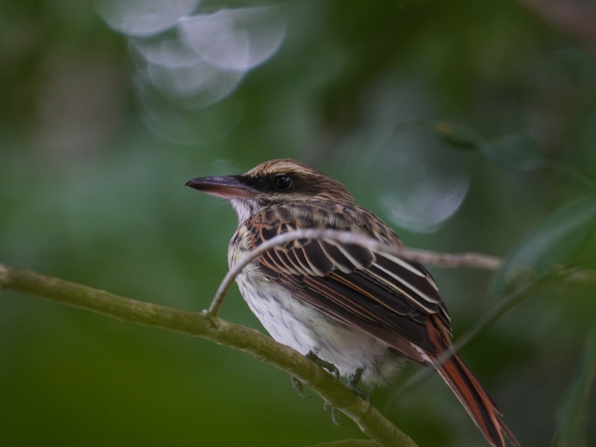 Streaked Flycatcher - ML640724259