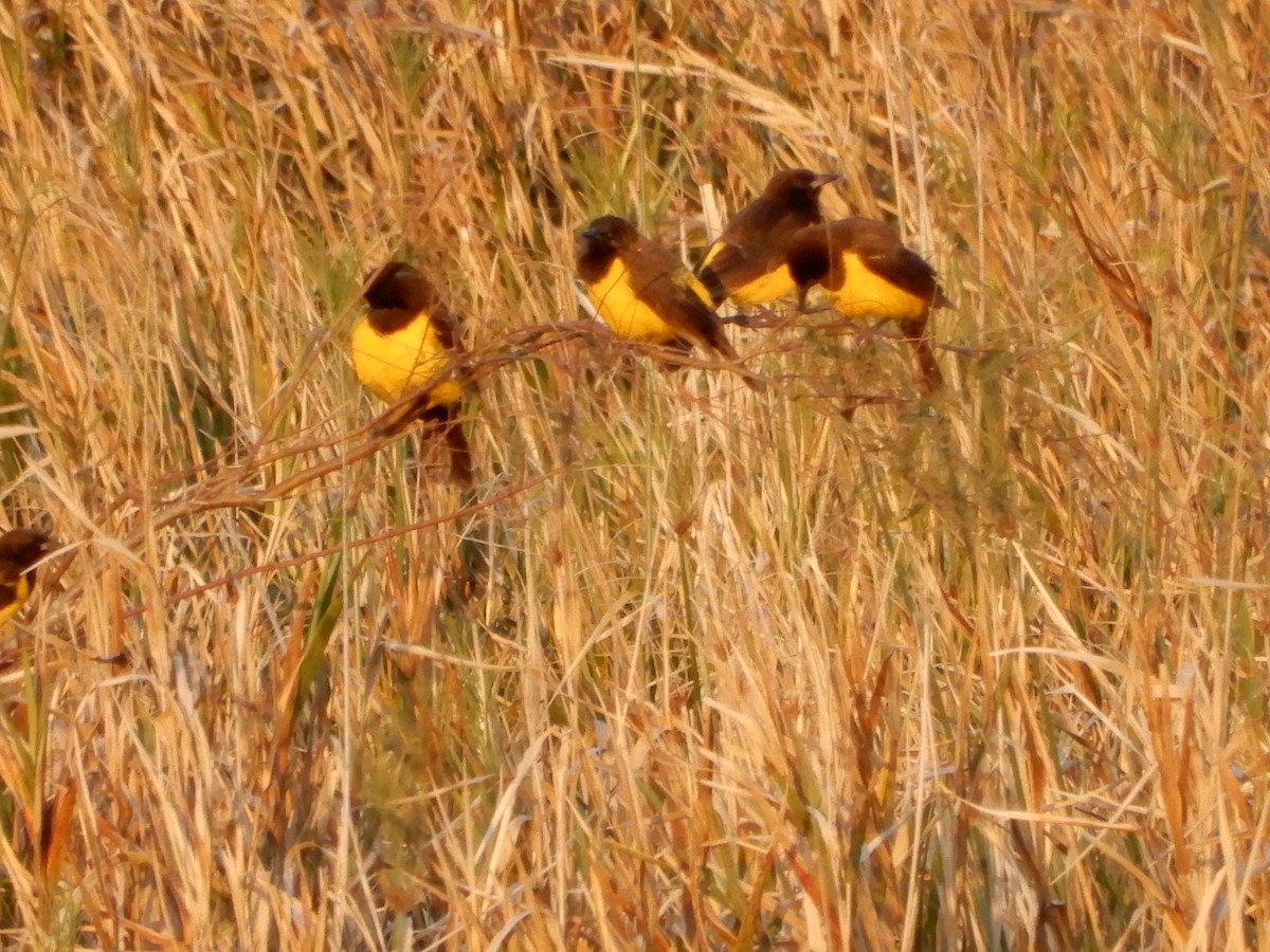 Yellow-rumped Marshbird - ML640724261