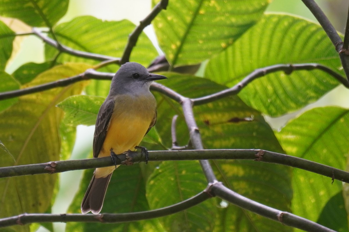 Tropical Kingbird - ML640724267