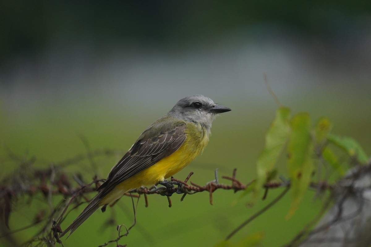 Tropical Kingbird - ML640724275