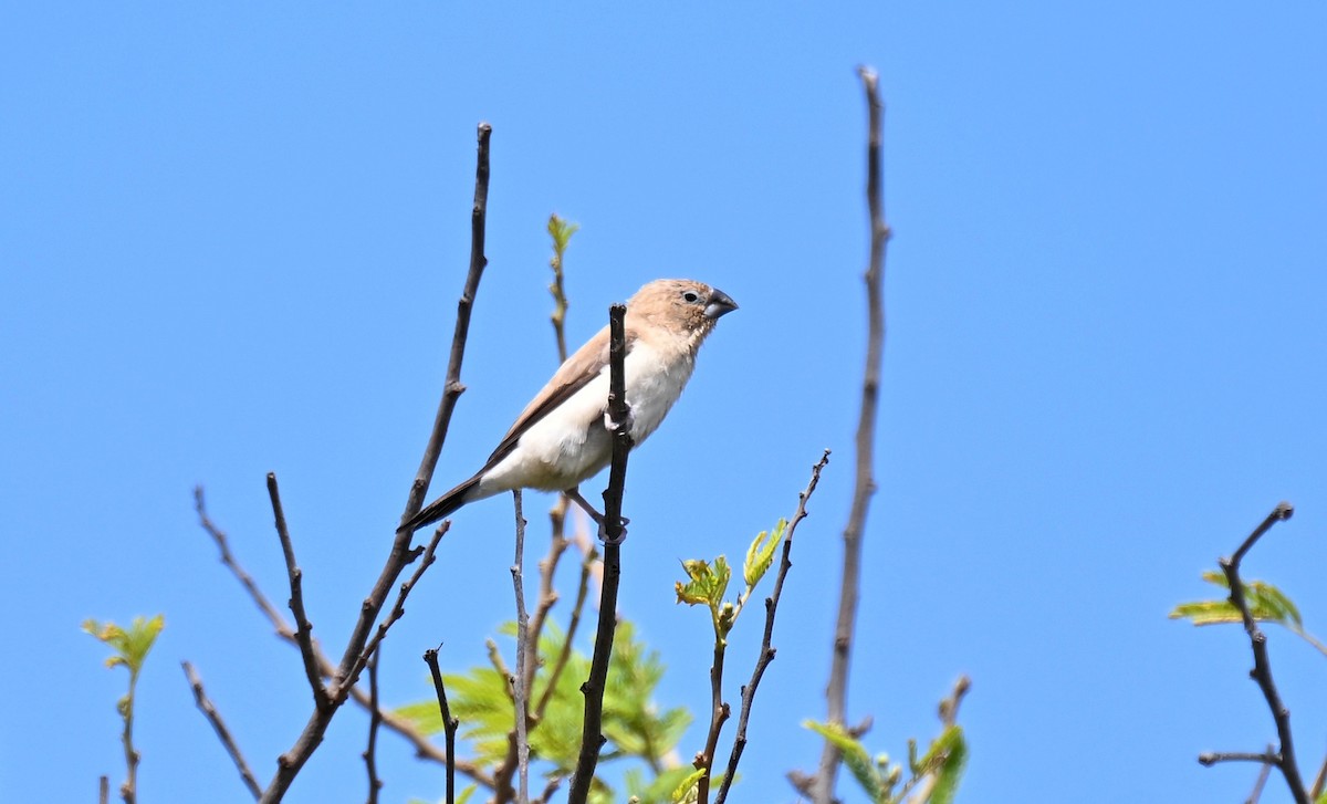 Capuchino Picoplata Africano - ML640724285