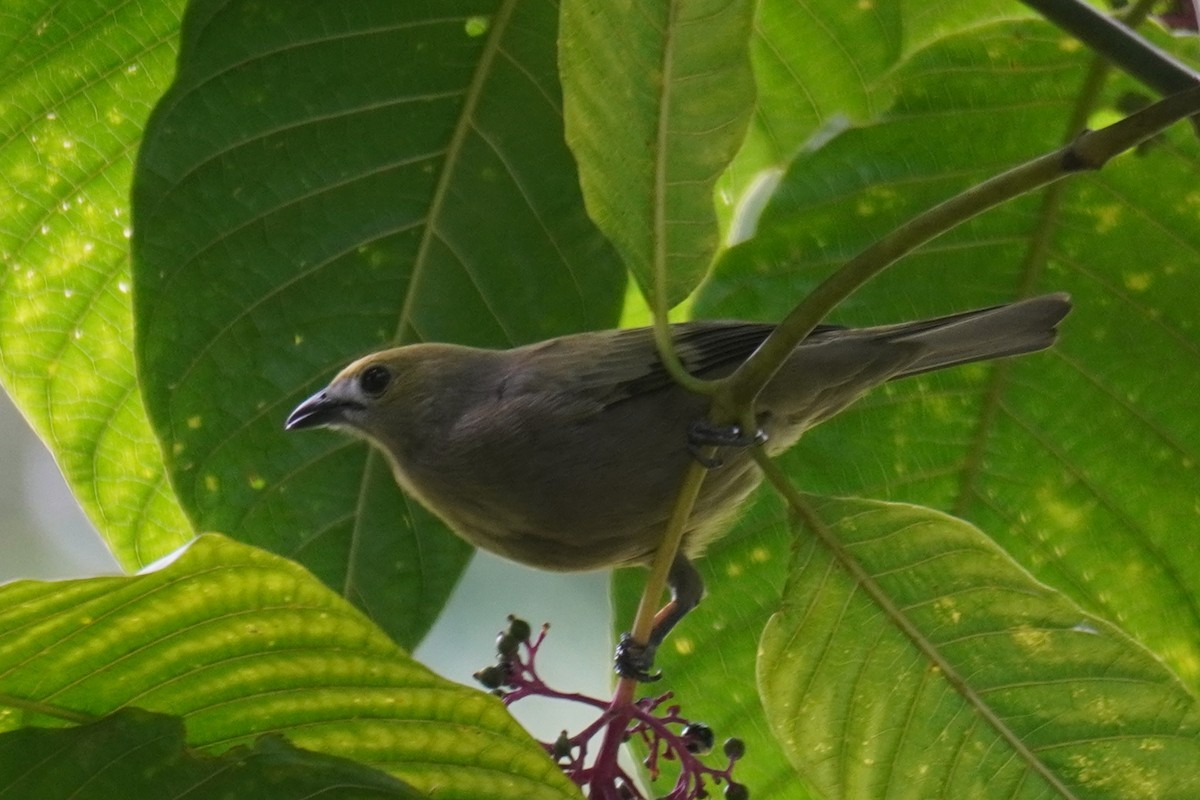 Palm Tanager - ML640724313