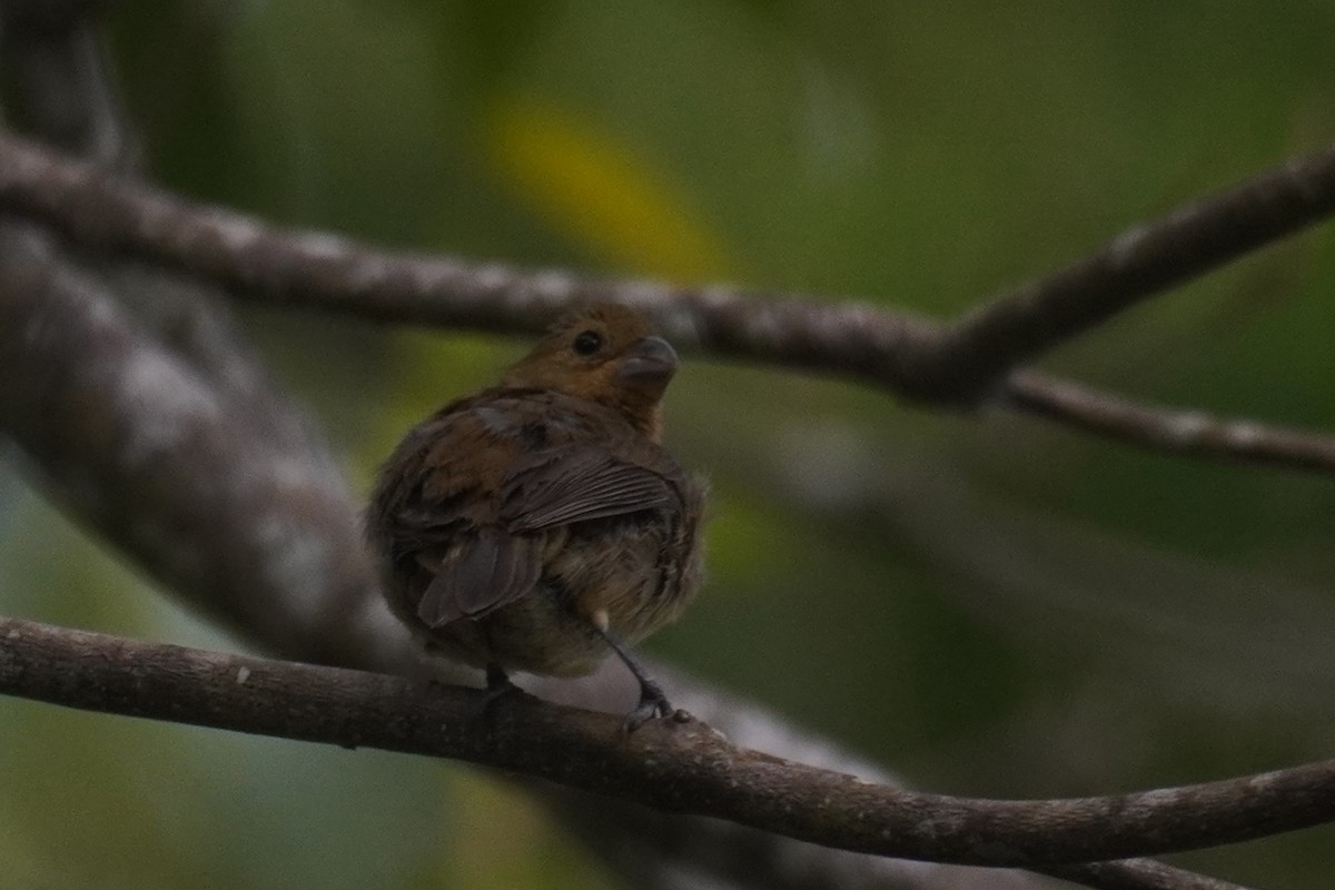 Variable Seedeater - ML640724315