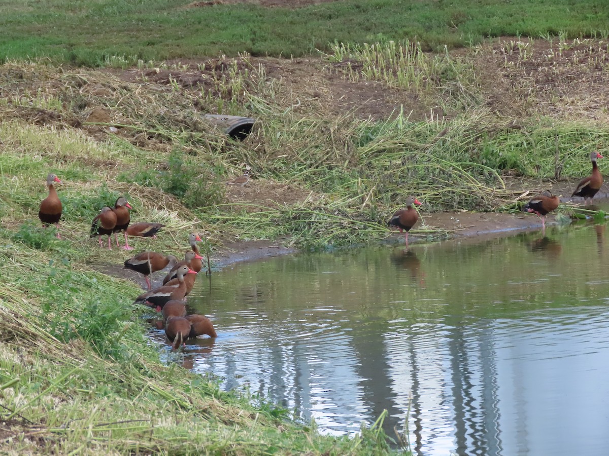 Black-bellied Whistling-Duck - ML640724421