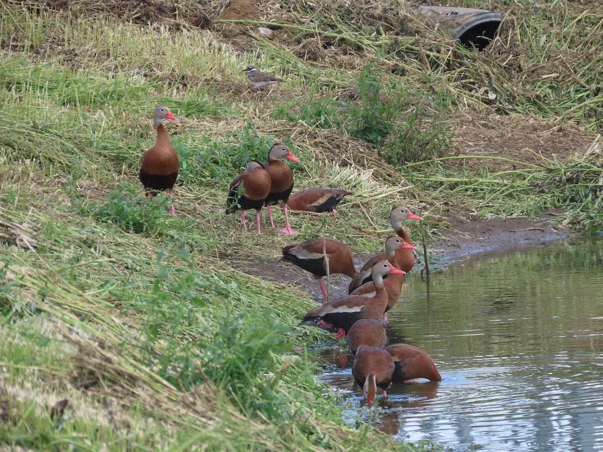 husička černobřichá - ML640724431