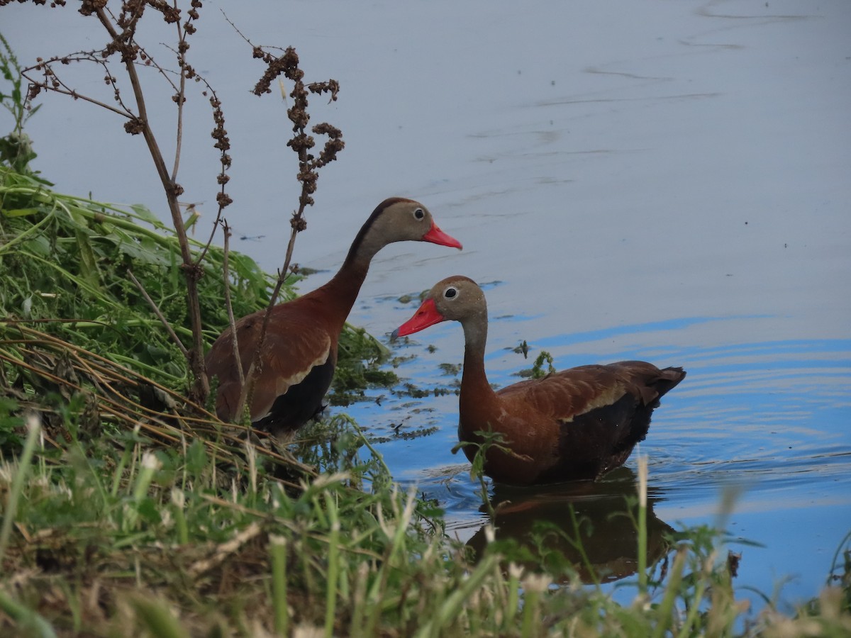 husička černobřichá - ML640724446