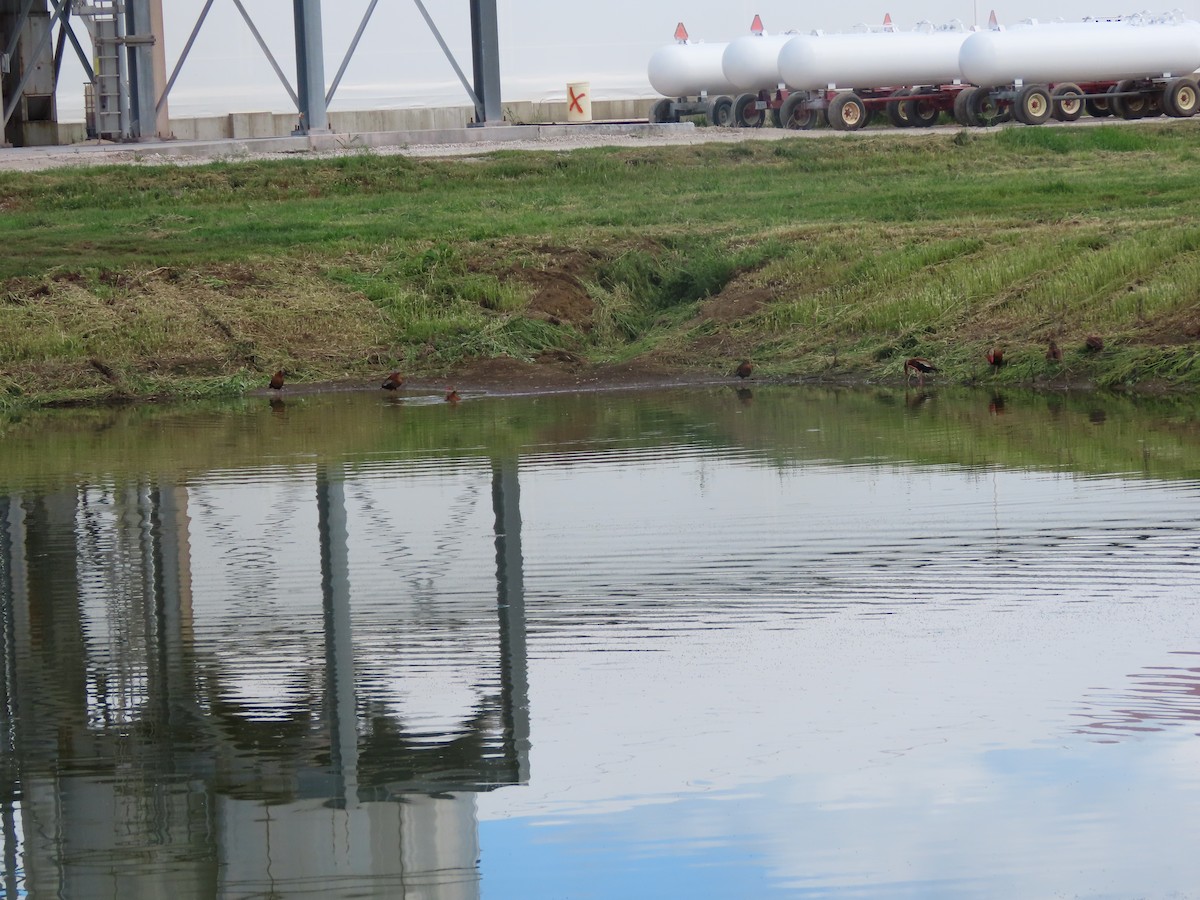 husička černobřichá - ML640724451