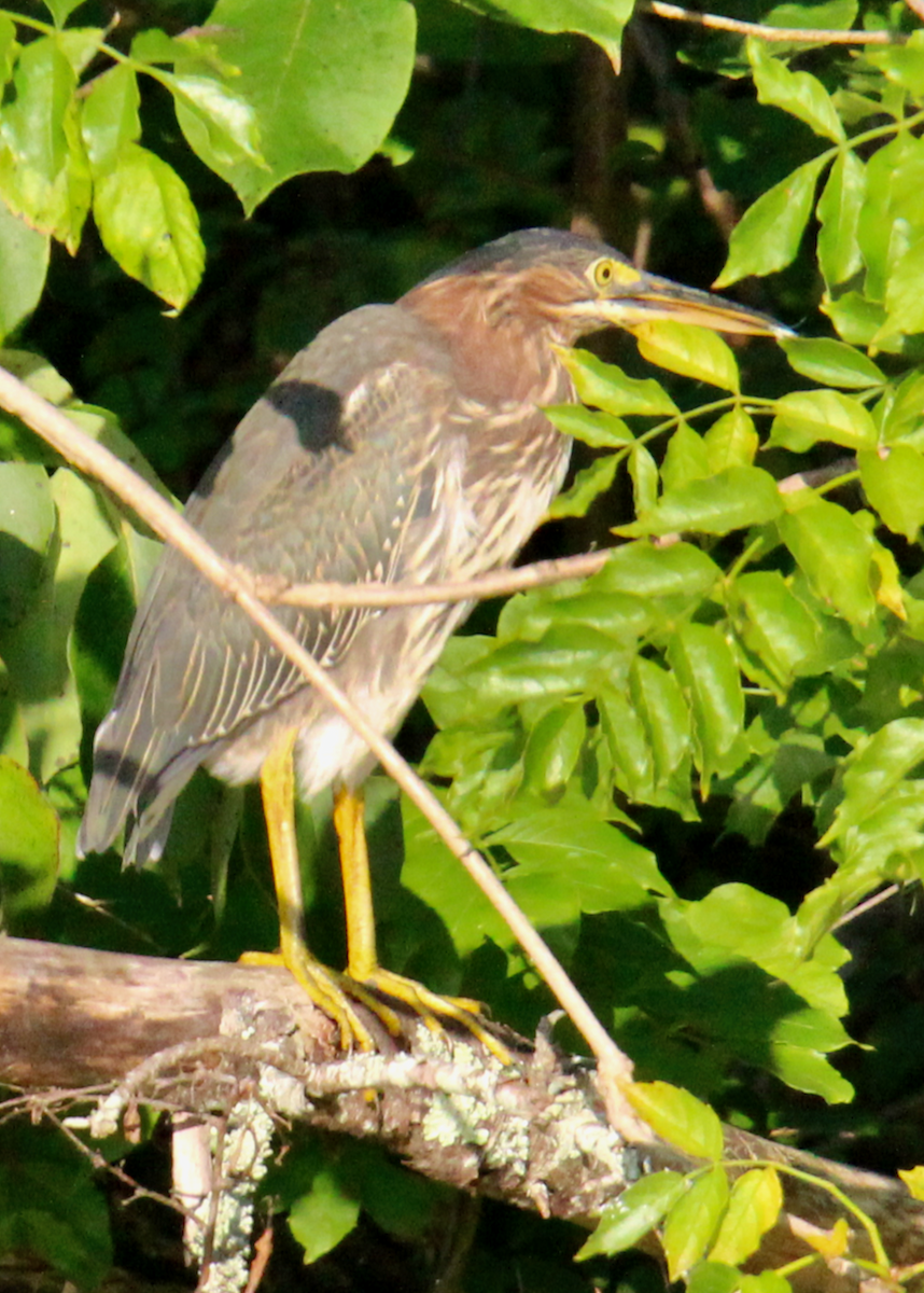 Grünreiher - ML640724611
