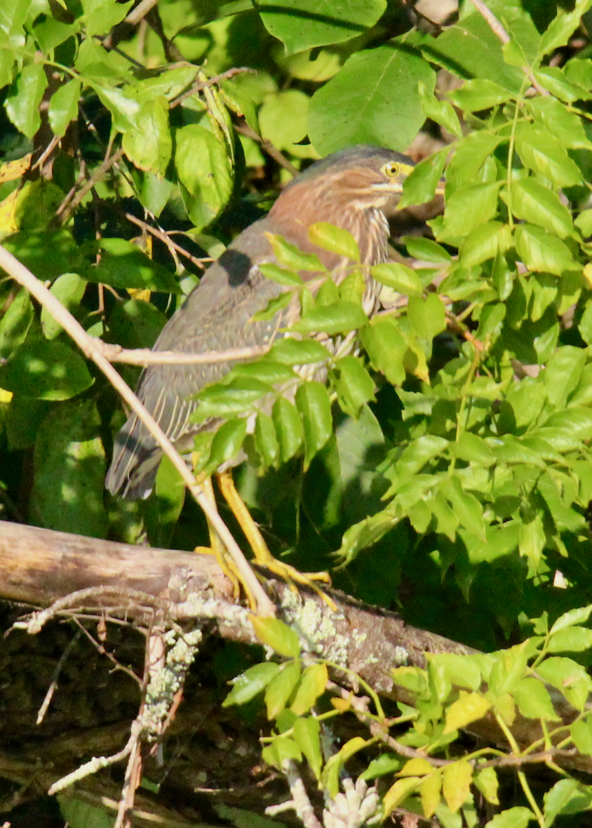 Grünreiher - ML640724612