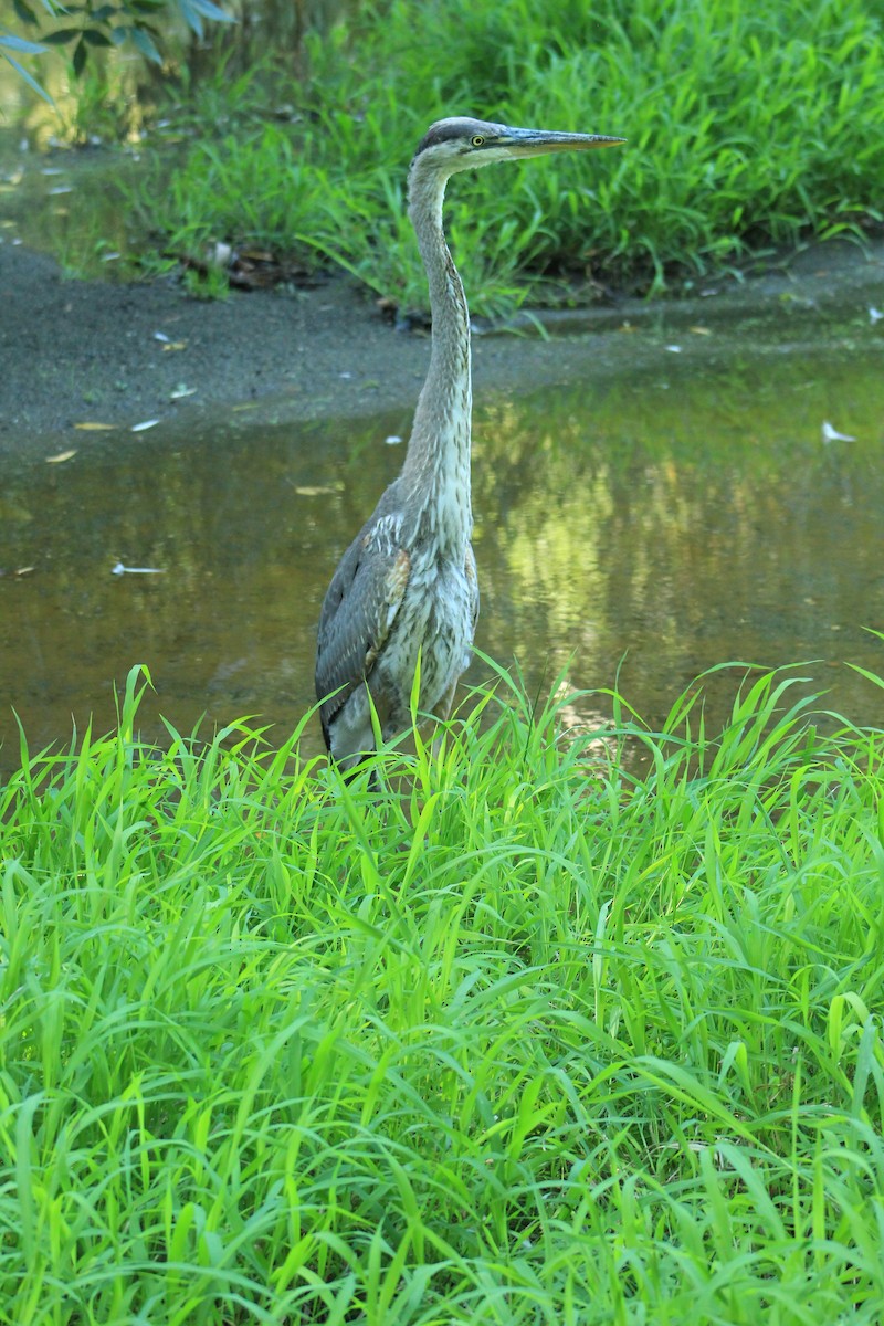 Great Blue Heron - ML640724655