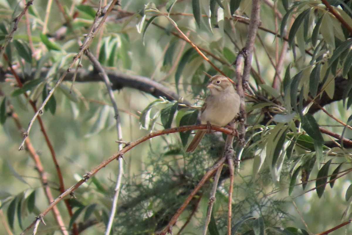 Spizella sp. - ML640724672